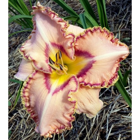 Hemerocallis 'Cave Creek Canyon'