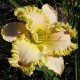 Hemerocallis 'Full of Treasure'