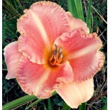 Hemerocallis 'Poogie'