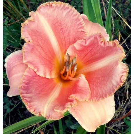 Hemerocallis 'Poogie'