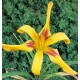 Hemerocallis 'Crazy Pierre'