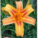 Hemerocallis fulva 'Hankow'