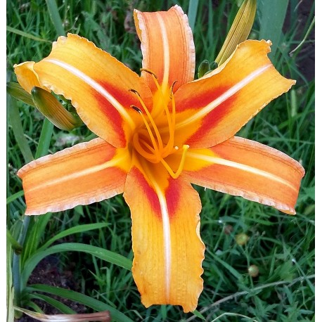 Hemerocallis fulva 'Hankow'