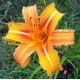 Hemerocallis fulva 'Hankow'