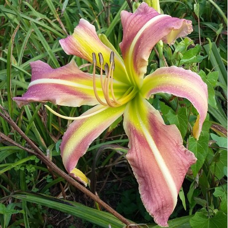 Hemerocallis 'Secret Starlight'