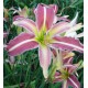 Hemerocallis 'Secret Starlight'