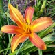 Hemerocallis fulva var littorea