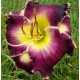 Hemerocallis 'Soli Deo Gloria'