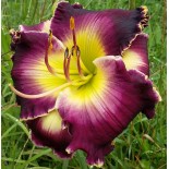 Hemerocallis 'Soli Deo Gloria'