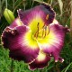 Hemerocallis 'Soli Deo Gloria'