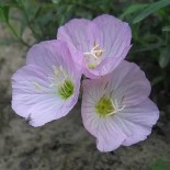 Oenothera speciosa