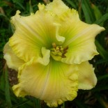 Hemerocallis 'Netsuke'