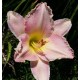 Hemerocallis 'Girls Will Be Girls'