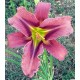 Hemerocallis 'Leon'