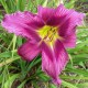 Hemerocallis 'Amethyst Concerto'