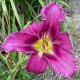 Hemerocallis 'Amethyst Concerto'