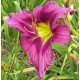 Hemerocallis 'Amethyst Concerto'