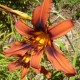 Hemerocallis 'Galaxy Explosion'