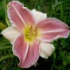 Hemerocallis 'Forsyth Frostbound'