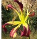 Hemerocallis 'Banshee Baby Talk'