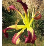 Hemerocallis 'Banshee Baby Talk'