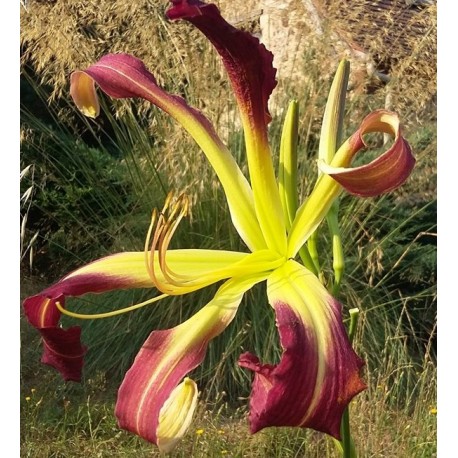 Hemerocallis 'Banshee Baby Talk'