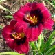 Hemerocallis 'Velvet Eyes'