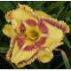 Hemerocallis 'Adventures with Jelly Maker'