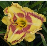 Hemerocallis 'Adventures with Jelly Maker'