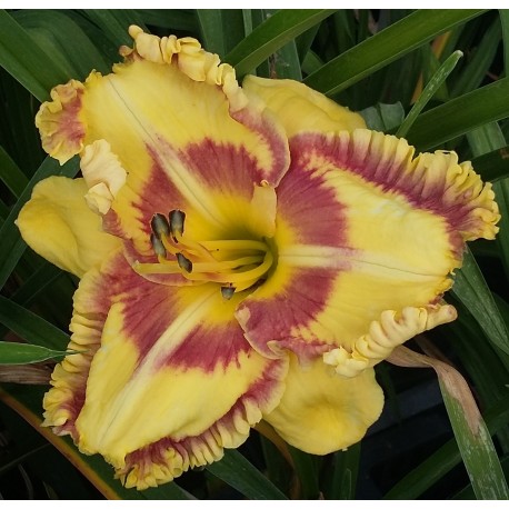 Hemerocallis 'Adventures with Jelly Maker'