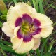 Hemerocallis 'Elfin Etching'