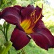 Hemerocallis 'Acapulco Night'