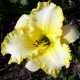 Hemerocallis 'Admiral's Braid'