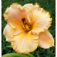 Hemerocallis 'Angelus Angel'