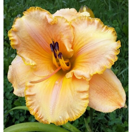 Hemerocallis 'Angelus Angel'