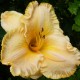 Hemerocallis 'Angelus Angel'