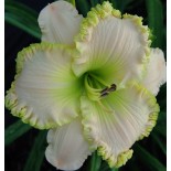 Hemerocallis 'Apple Blossom White'