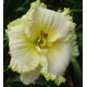 Hemerocallis 'Apple Blossom White'
