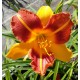 Hemerocallis 'Arlequin'