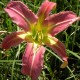 Hemerocallis 'Spider Spirits'