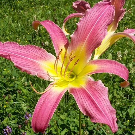 Hemerocallis 'Funky Windmill'