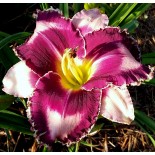 Hemerocallis 'Fabulous Black Pearl'