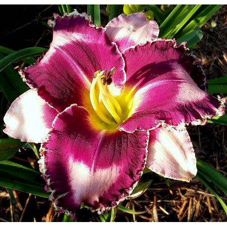 Hemerocallis 'Fabulous Black Pearl'