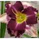 Hemerocallis 'Fabulous Black Pearl'