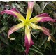 Hemerocallis 'Banshee Baby Talk'