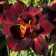 Hemerocallis 'Alma Atha'