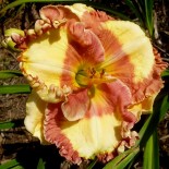 Hemerocallis 'Auntie's Lipstick Kisses'