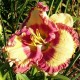 Hemerocallis 'Auntie's Lipstick Kisses'