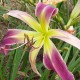 Hemerocallis 'Azure Wings'