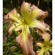 Hemerocallis 'Wind Frills'